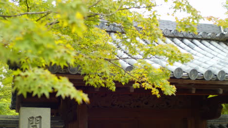 Green-momiji-leaves-hovering-over-a-traditional-Japanese-rooftop-panels-in-Kyoto,-Japan-soft-lighting