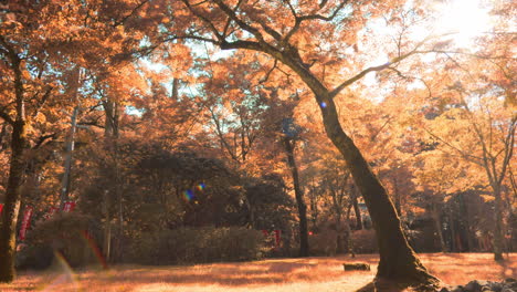 Beautiful-lens-flare-coming-through-the-orange-leaves-of-a-big-tree-in-the-autumn-season-in-Kyoto,-Japan-soft-lighting