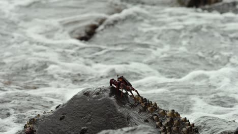 Tropical-island-crab-moving-across-the-shoreline-rocks-in-slow-motion