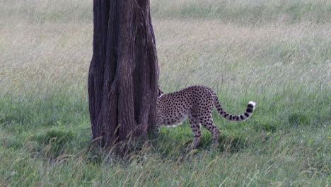 Guepardo-Dos-Hermanos,-Caminando-Hacia-Un-árbol-Para-Hacer-Una-Marca-De-Olor,-Masai-Mara,-Kenia