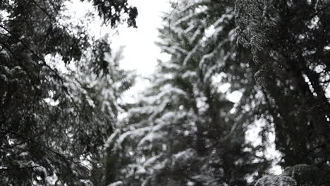 Snowing-in-a-forest-in-slow-motion-at-winter