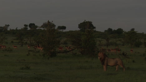 Afrikanisches-Löwenmännchen,-Das-Im-Frühen-Morgenlicht-Eine-Herde-Von-Impalas-Betrachtet,-Masai-Mara,-Kenia