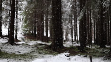 snowing-in-a-forest-in-slow-motion