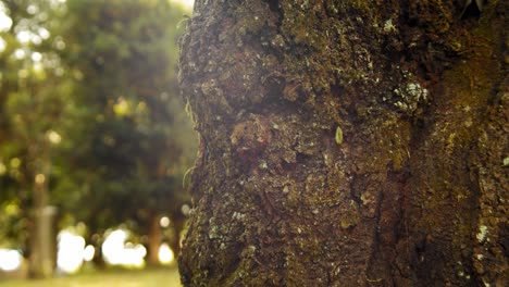 Diaaufnahme-Eines-Alten-Baums-In-Einem-Japanischen-Garten-In-Kyoto,-Japan-4k-Zeitlupe,-Nahaufnahme
