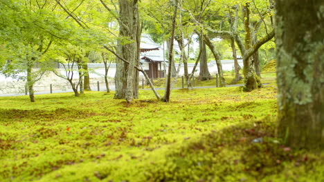Hermoso-Jardín-Japonés-Verde-ángulo-Bajo,-Viento-Tranquilo-Y-Relajante-Que-Sopla-En-Kyoto,-Japón-Iluminación-Suave