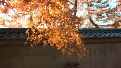 Sunlight-from-the-sunset-hitting-the-orange-momiji-leaves-during-the-autumn-season-in-Kyoto,-Japan-soft-lighting