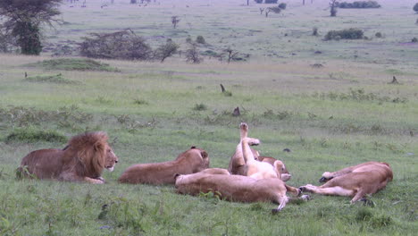 African-lion--pride-relaxing-together,-Masai-Mara,-Kenya