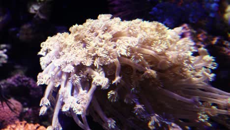 Nahaufnahme-Einer-Anemone,-Die-Mit-Der-Strömung-In-Einem-Aquarium-Fließt