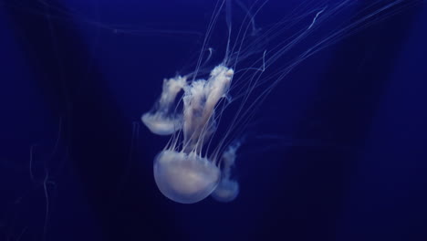 Macro-shot-of-jellyfish-in-an-aquarium