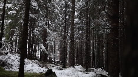 Snowing-in-slow-motion-in-a-forest
