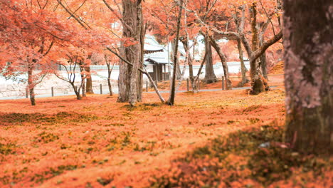Hermoso-Jardín-Naranja-En-La-Temporada-De-Otoño-Con-Un-Templo-En-La-Distancia-En-Kyoto,-Japón-Iluminación-Suave