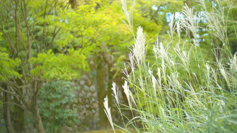 Green-grass-and-leaves-blowing-in-the-wind-in-the-background-in-Kyoto,-Japan-soft-lighting