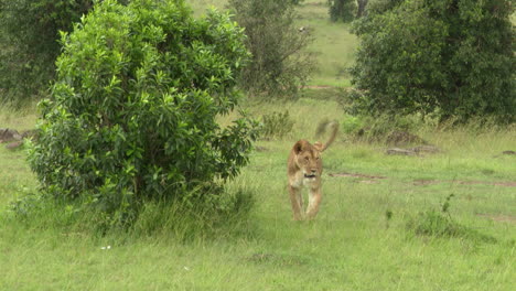 Lion-female-walking-towards-camera-beside-a-small-shrub,-Masai-Mara,-Kenya