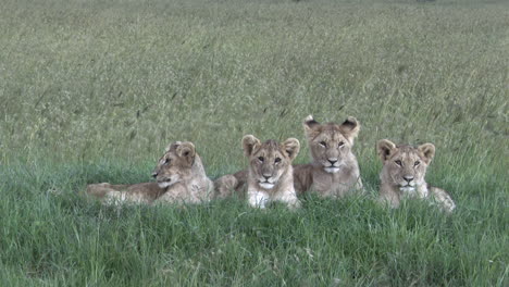 Afrikanischer-Löwe,-Vier-Jungen,-Die-Im-Hohen-Gras-Liegen-Und-Auf-Ihre-Mutter-Warten,-Masai-Mara,-Kenia