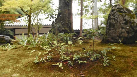 Slide-shot-of-small-plants-in-Kyoto,-Japan-4K-slow-motion