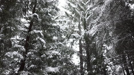 Snowing-in-slow-motion-in-a-forest-at-winter