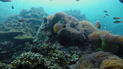 Statische-Unterwasseraufnahme-Von-Fischen,-Die-Zwischen-Anemonen-In-Der-Andamanensee-Schwimmen