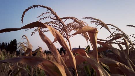 Close-up-shot-of-leaves-and-spike-of-a-dry-corn---wheat-waving-in-the-wind