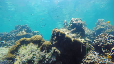 Drei-Seepferdchen-Schwimmen-Zwischen-Bunten-Fischen-über-Einem-Korallenriff