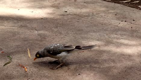 Pájaros-Australianos-Nativos-Comiendo-Espaguetis