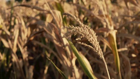 Close-up-shot-of-some-leaves-and-spike-of-a-dry-corn---wheat-waving-in-the-wind
