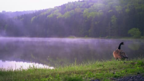 Goose-watching-a-misty-lake