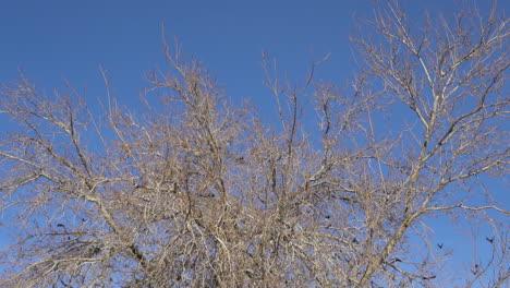 Una-Bandada-De-Pájaros-Negros-Posados-En-Ramas-De-árboles-Secos-Y-Luego-Volando---Cámara-Lenta