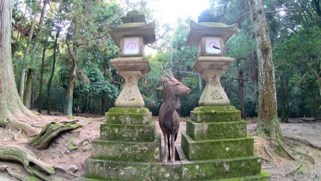 Iconic-Nara's-deer-stands-between-statue-with-historical-value,-Japan