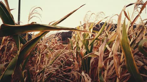 camera-moving-forward-between-plants-in-a-corn-crop