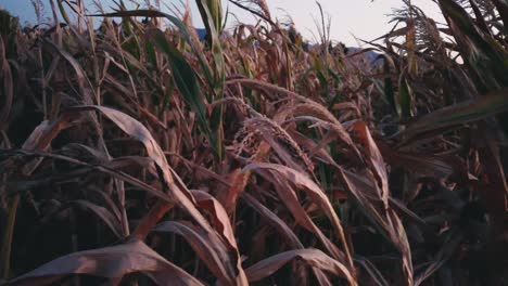 Close-up-shot-of-leaves-and-spike-of-a-dry-corn---wheat-waving-in-the-wind