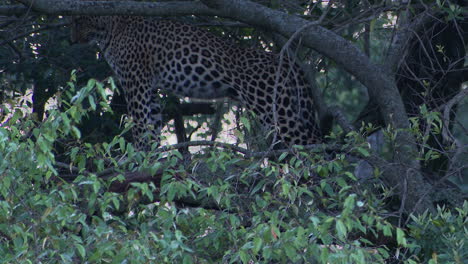 Leopard-relaxing-and-turning-around-on-a-branch-in-tree,-Masai-Mara,-Kenya