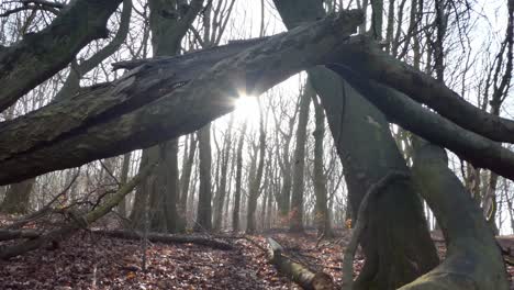 Mossy-forest-woodland-tree-trunks,-Sunshine-revealing,-shining-through-fallen-branches