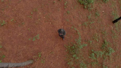 Vogelperspektive-Eines-Afrikanischen-Jägers,-Der-Einen-Kapuzenmantel-Trägt-Und-Pfeil-Und-Bogen-Trägt,-Der-Durch-Einen-Wald-Geht