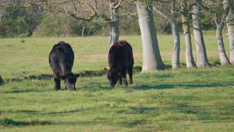 Vaca-Becerro-Negro-Comiendo-Hierba-En-Un-Campo-De-Jardín