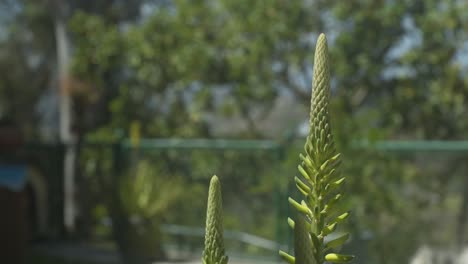 Aloe-Vera-Gelbe-Blüten-Kurz-Vor-Dem-Öffnen