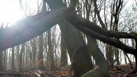 Mossy-wilderness-woodland-forest-tree-trunks,-Sunshine-rays-shining---emerging-from-behind-branches