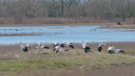 Group-of-white-storks-sunbathing-after-a-swim-in-front-of-a-lake,-in-a-natural-park