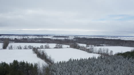 Pine-trees-covered-in-fresh-snow-seen-from-drone-flying-toward-empty-farm-fields-and-ground-blanketed-in-white-snow