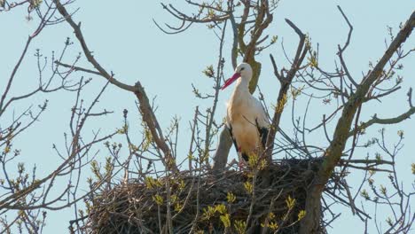 Storks-in-a-natural-environment,-perched-in-a-tree,-in-their-nest