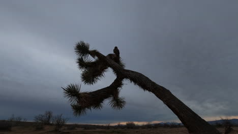Silhouette-Eines-Falken,-Der-Während-Des-Sonnenuntergangs-In-Mojave,-Kalifornien,-Auf-Einem-Joshua-Tree-Thront---Low-Angle-Shot