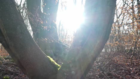 Magical-mossy-woodland-forest-tree-trunks,-Sunshine-shining-through-branches