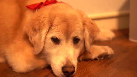 Golden-Retriever-Puppy-Relaxing-at-home