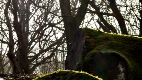 Mossy-woodland-forest-tree-trunks-close-up-dolly-right,-Sunshine-glowing-through-autumn-deforestation-branches
