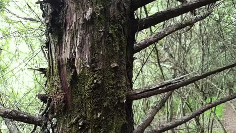Scary-haunted-looking-old-tree-with-moss-on-bark-and-needle-like-broken-branches-next-to-a-hiking-footpath-in-forest