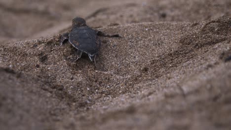 Newborn-turtle-hatchling-crawling-and-sliding-in-the-sand,-shallow-depth-of-field-close-up,-laniakea-beach,-Hawaii