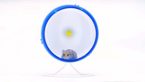 Tiny-baby-hamster-runs-on-a-wheel