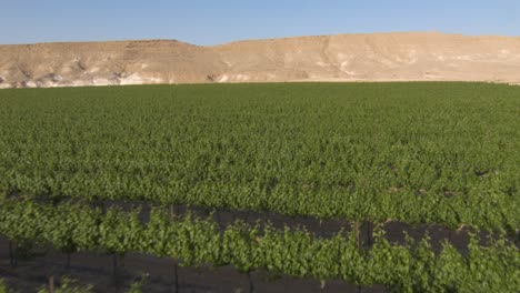 Drone-flying-low-over-rows-of-green-grape-plantation-vineyard,-desert-background