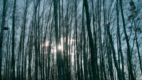 Tall-Slender-Trees-In-The-Forest-At-Sunrise---Wide-Shot