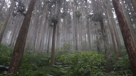 Misty-green-dramatic-dense-Taiwan-mountain-forest,-looking-upwards,-dolly-right