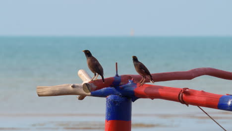 Two-Common-mynas,-Acridotheres-tristis,-resting-on-a-colorful-tree-branch-with-a-calm-sea-in-the-background